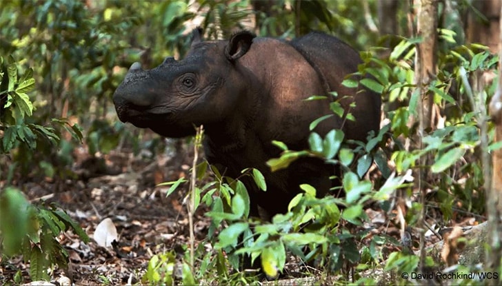 Badak Sumatra