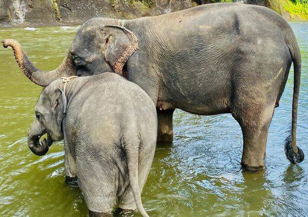 Elephant-Sanctuary