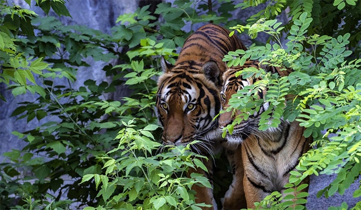Harimau Sumatra