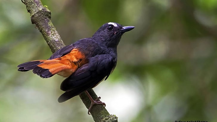 Gunung Leuser