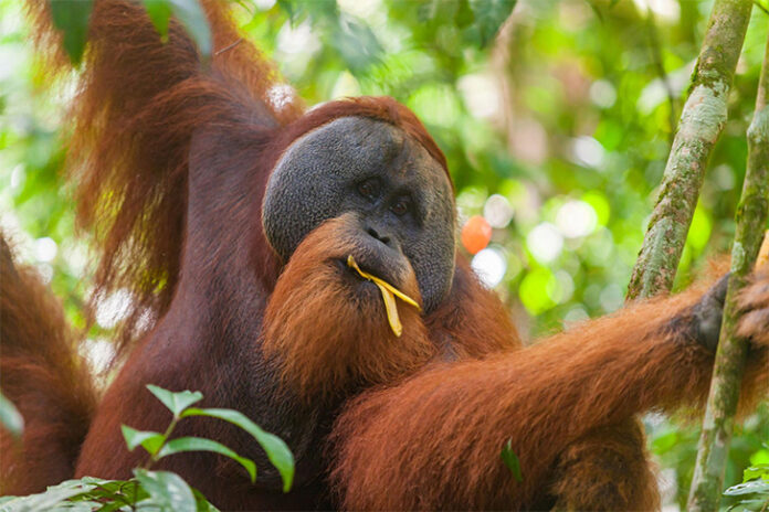 ORUT1 Wildlife Monitoring