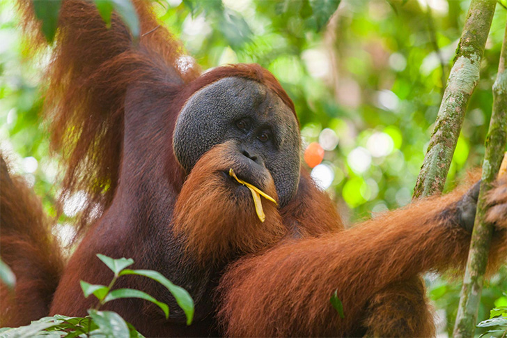Orangutan