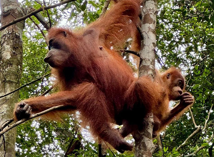 Orangutan