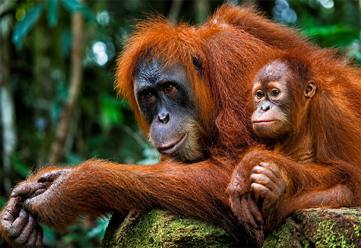 Wildlife Monitoring