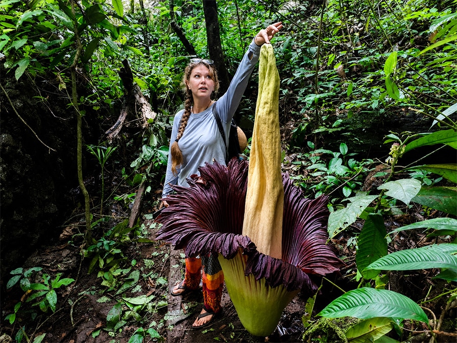 Bunga Raflesia