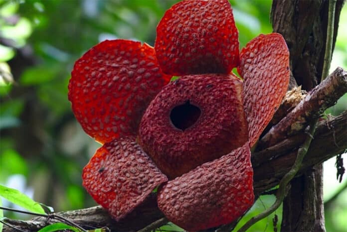Raflesia2 Bunga Raflesia